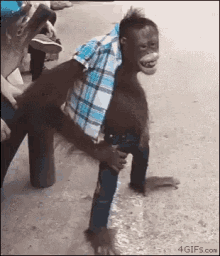 monkey-cool.gif