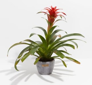 tropical plant.jpg