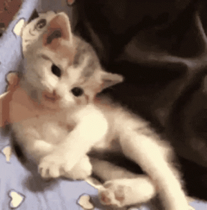 giphy (20).gif