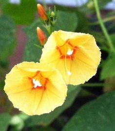 Orange morning glories.jpg