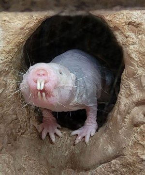 Naked-mole-rat-rodent.jpg