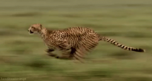 fast-animal.gif