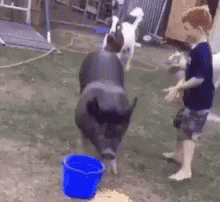 riding-a-pig-wild-boar.gif