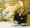 funny-intense-pelican-woman-bird-see-what-you-did-pics.jpg