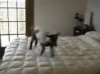 goat-jumps-on-bed.jpg