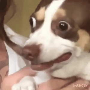 Reaction GIF - Find & Share on GIPHY.gif