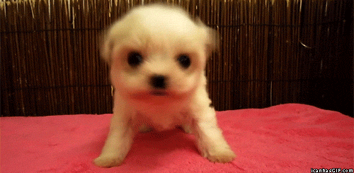 Funny-Dog-Say-No-Gif.gif