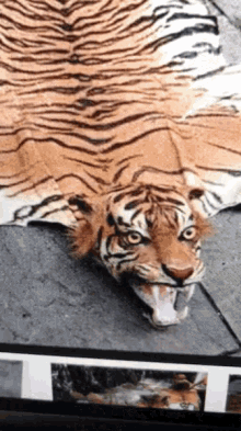 tiger-carpet.gif