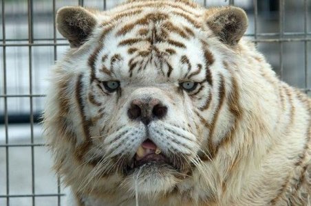 0_Downs-Syndrome-white-tiger-bred-through-incest-in-cruel-bid-to-make-money.jpg