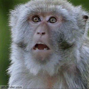 10 Freaking Adorable Monkey GIFs.gif