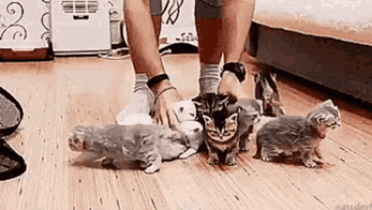 cats-herding.gif