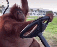 monkey-conduciendo-1020587682.gif