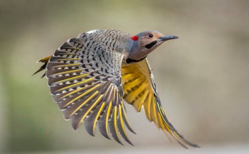 northern-flicker.jpg