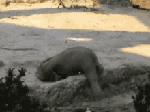 funny-animals-baby-elephant.gif