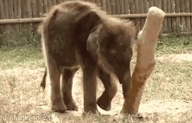 baby-elephant-scratch.gif