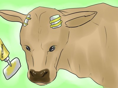 Cattle de-horned.jpg