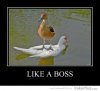 -like-a-boss_20120504104301.jpg