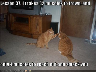 funny-pictures-cat-smacks-cat.jpg