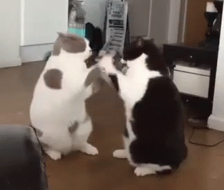 Cat Fight GIF - Cat Fight Funny Animals - Discover & Share GIFs.gif