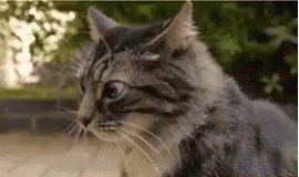 funny-a-nimals-cats.gif