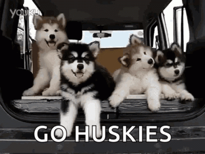 huskies-puppy.gif