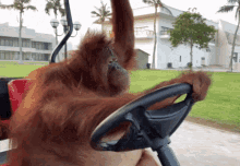 orangutan-driving-1.gif