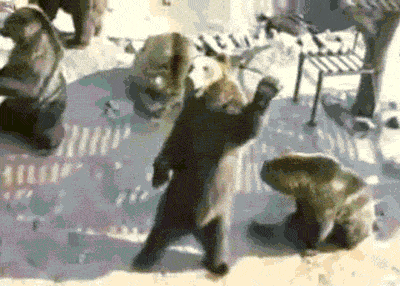 fun_gifs_of_animals_doing_cute_animal_things_12.gif