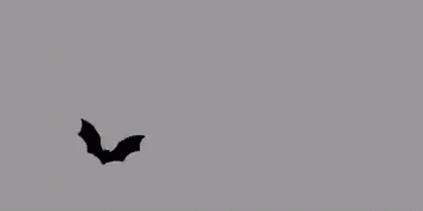 bats-flying-animation-zw2fwg3kiadcwaa1-3375040046.gif