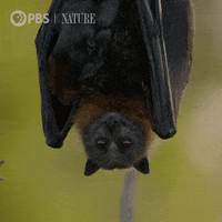 Bat.gif