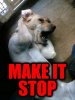 make-it-stop_dog.jpg