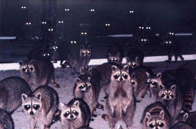 raccoon-christmas-3618552982.gif