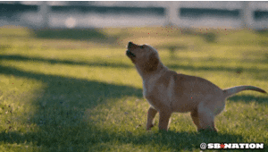 giphy (39).gif