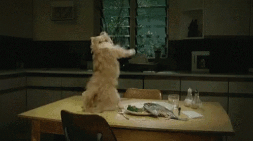 giphy (15).gif