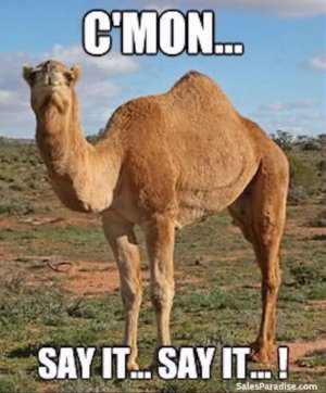 Camel.jpeg