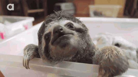 slothselfie.0-2040950621.gif