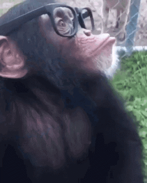 smart-monkey-in-glasses.gif