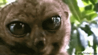 tarsier (1).gif