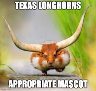 Longhorn hamster.jpg