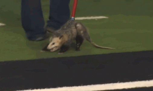 opossum.gif