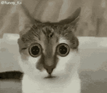 confused-cat.gif