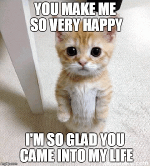 happy-cat-meme-face.gif