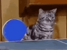 cats-table-tennis-1962683908.gif