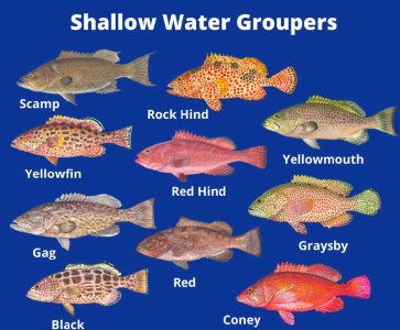 shallow-water-grouper-types.jpg