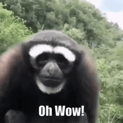 shock-monkey-wow-meme-r42fkokk8wncn6pb.gif