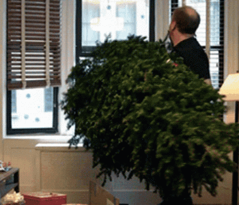 christmastreethrowoutwindow.gif