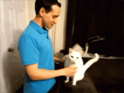 cat-hug-13.gif