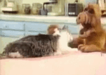 cat-alf.gif