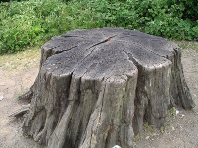 Tree_stump1_30u06.jpeg