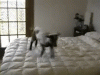 goat-jumps-on-bed.gif