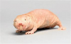 molerat.png